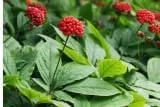 NeuroXen Ingredient