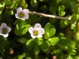 NeuroXen Ingredient