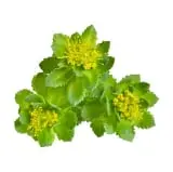 NeuroXen Ingredient